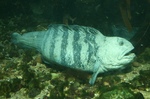 Wolffish side view