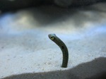 Worm eel fish
