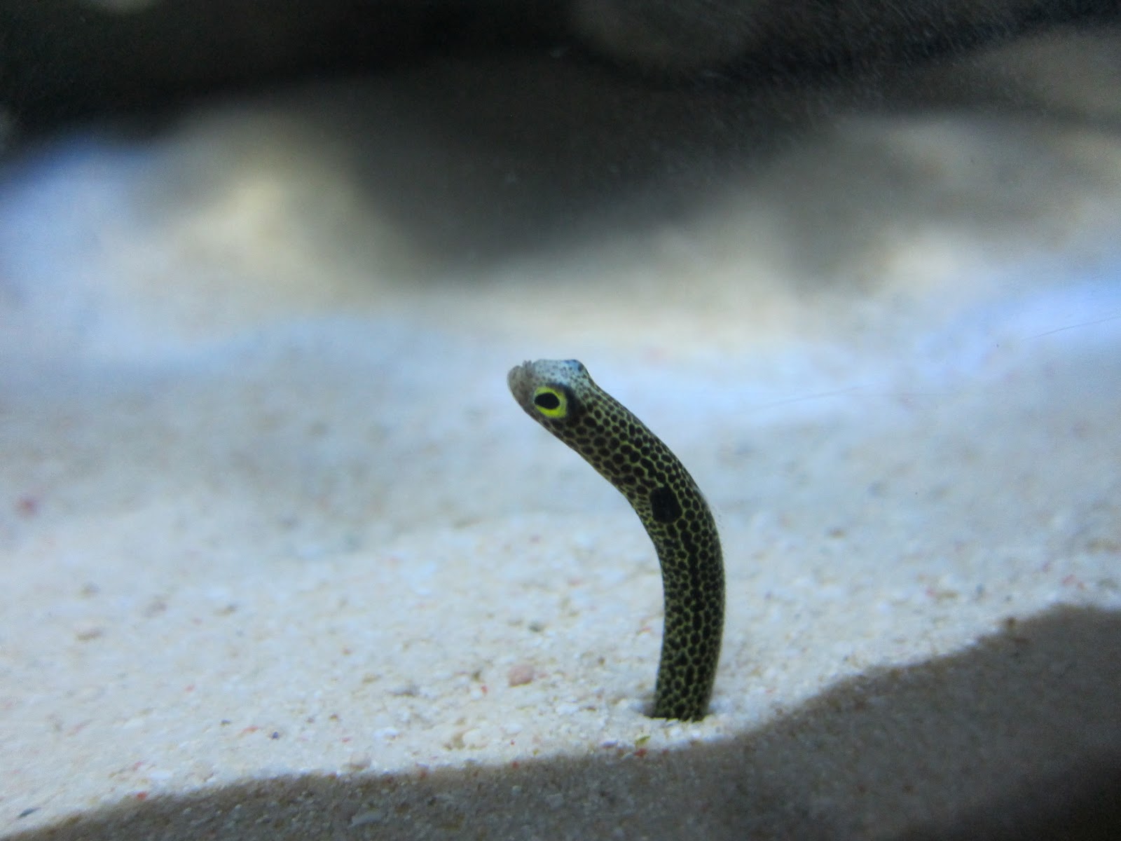 Worm eel fish фото