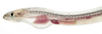 Worm eel head