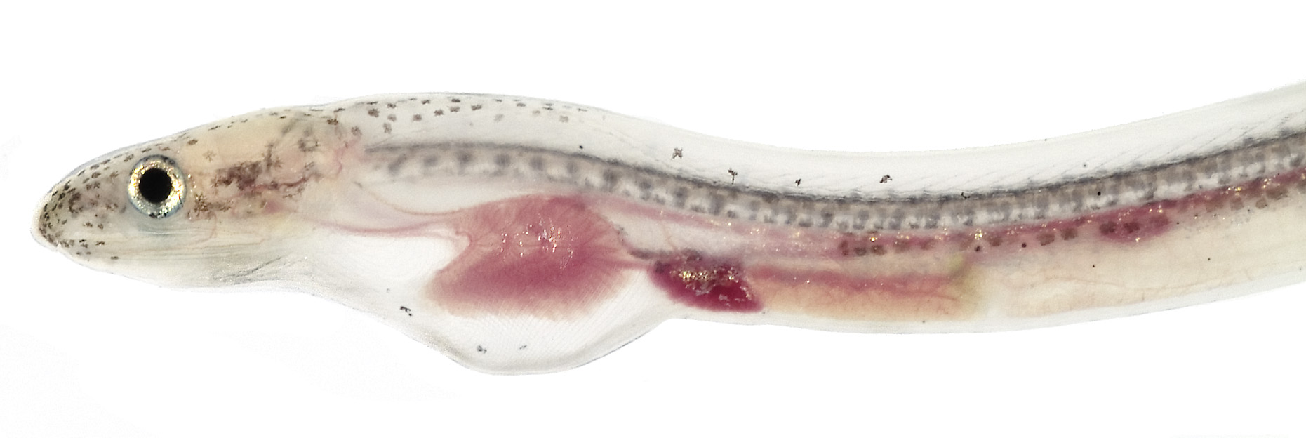 Worm eel head wallpaper