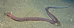 Worm eel on the sand