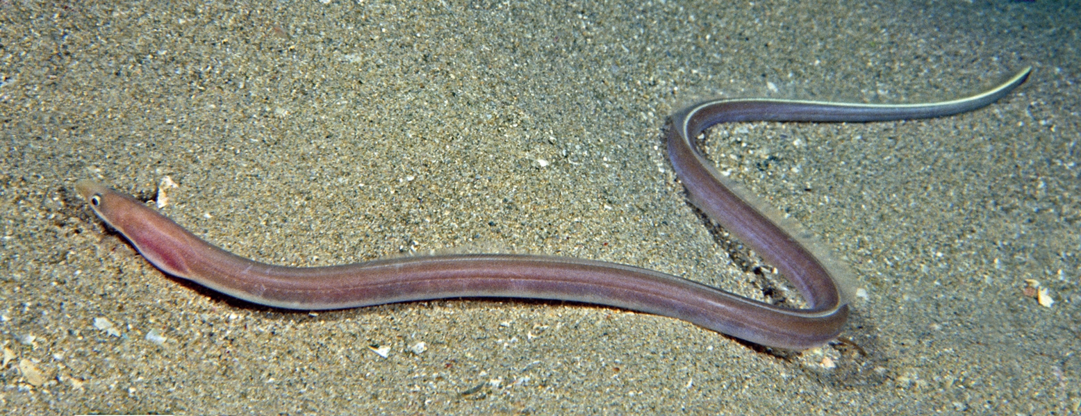 Worm eel on the sand фото