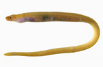 Worm eel portrait
