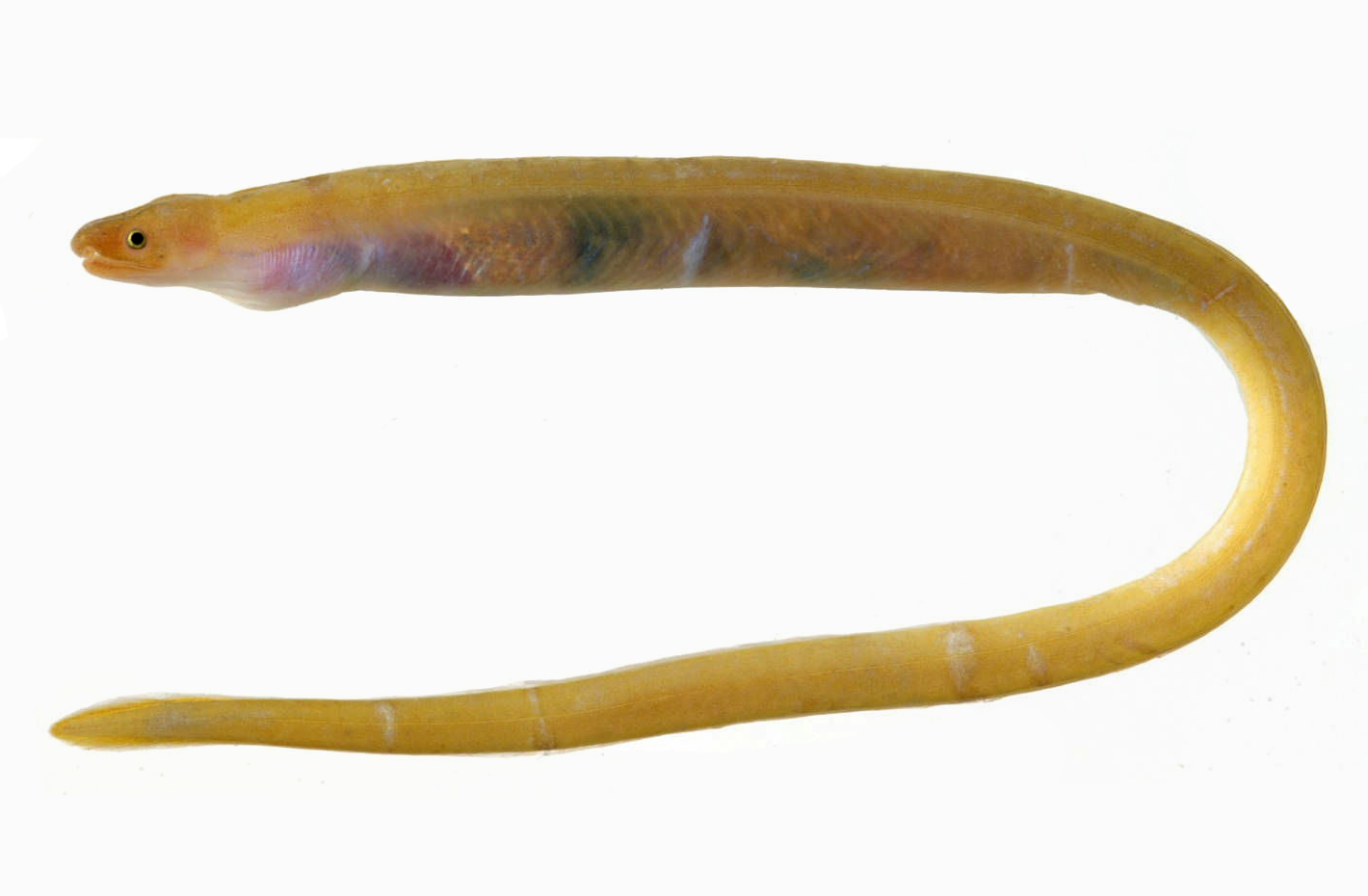 Worm eel portrait фото