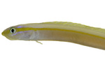 Wormfish head