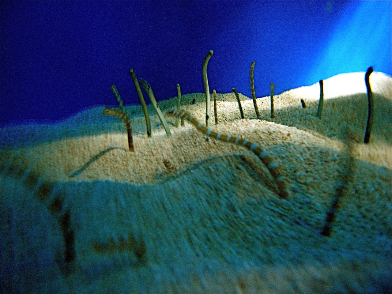 Wormfish on the sand wallpaper