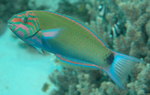 Wrasse fish