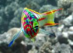 Wrasse looking at you