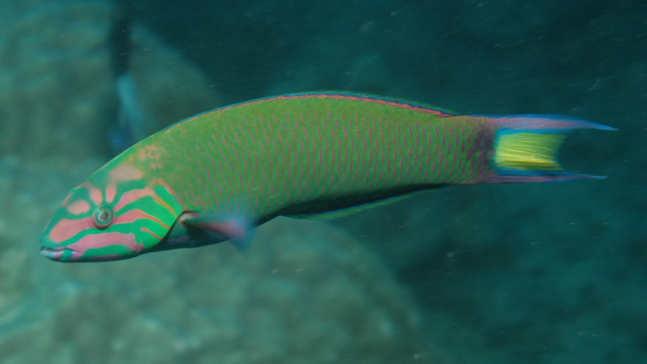 Wrasse wallpaper