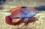 Wrasse side view