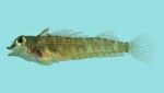 Yellow-and-black triplefin