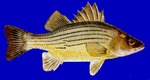 Yellow bass blue background