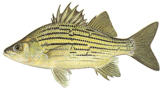 Yellow bass wallpaper