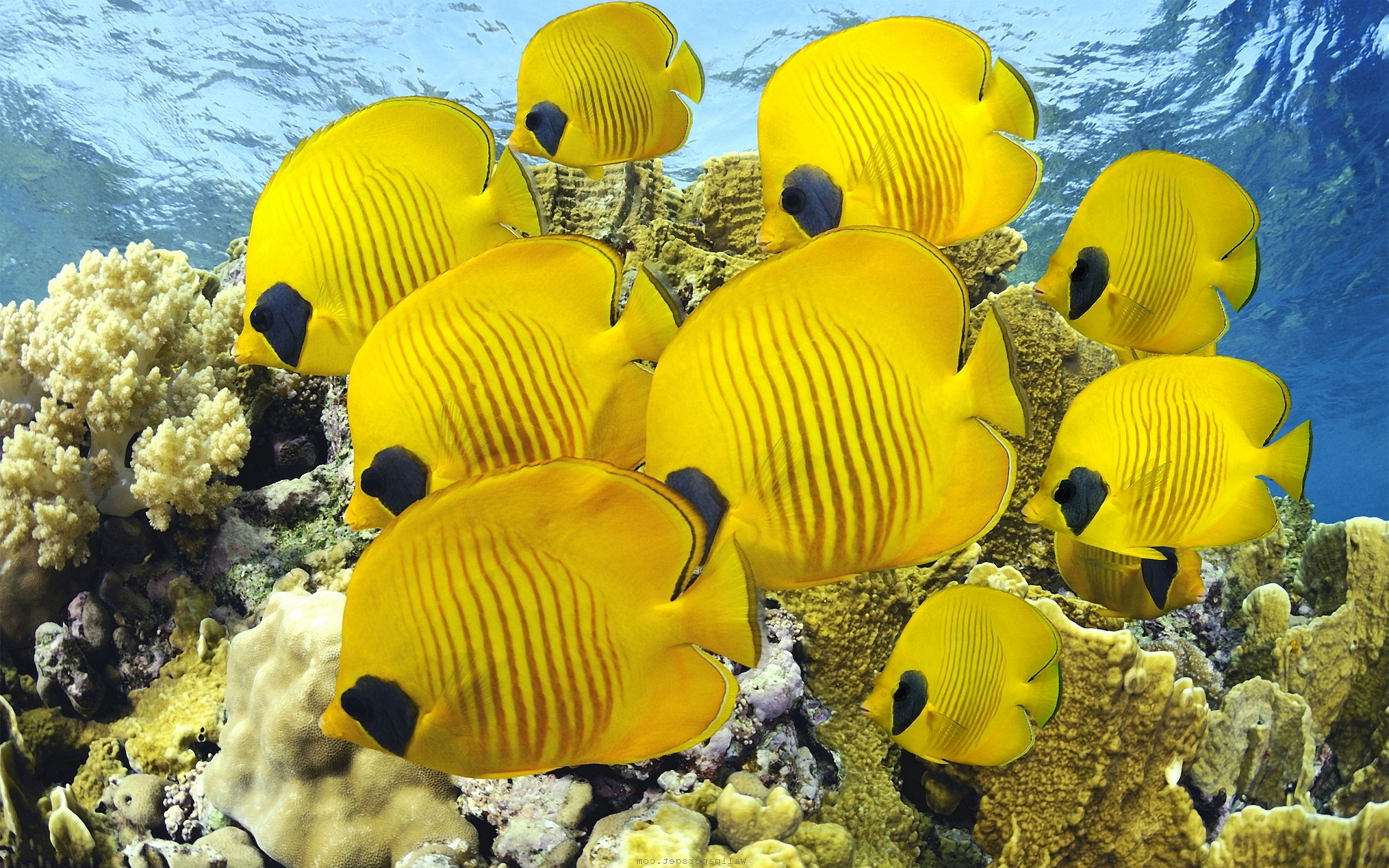 Yellow Butterfly Fishes  wallpaper