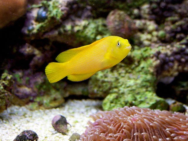 Желтая рыбка Дотти фото