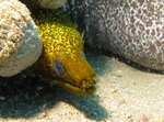 Yellow-edged moray between the stones