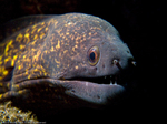 Yellow-edged moray face