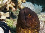 Yellow-edged moray