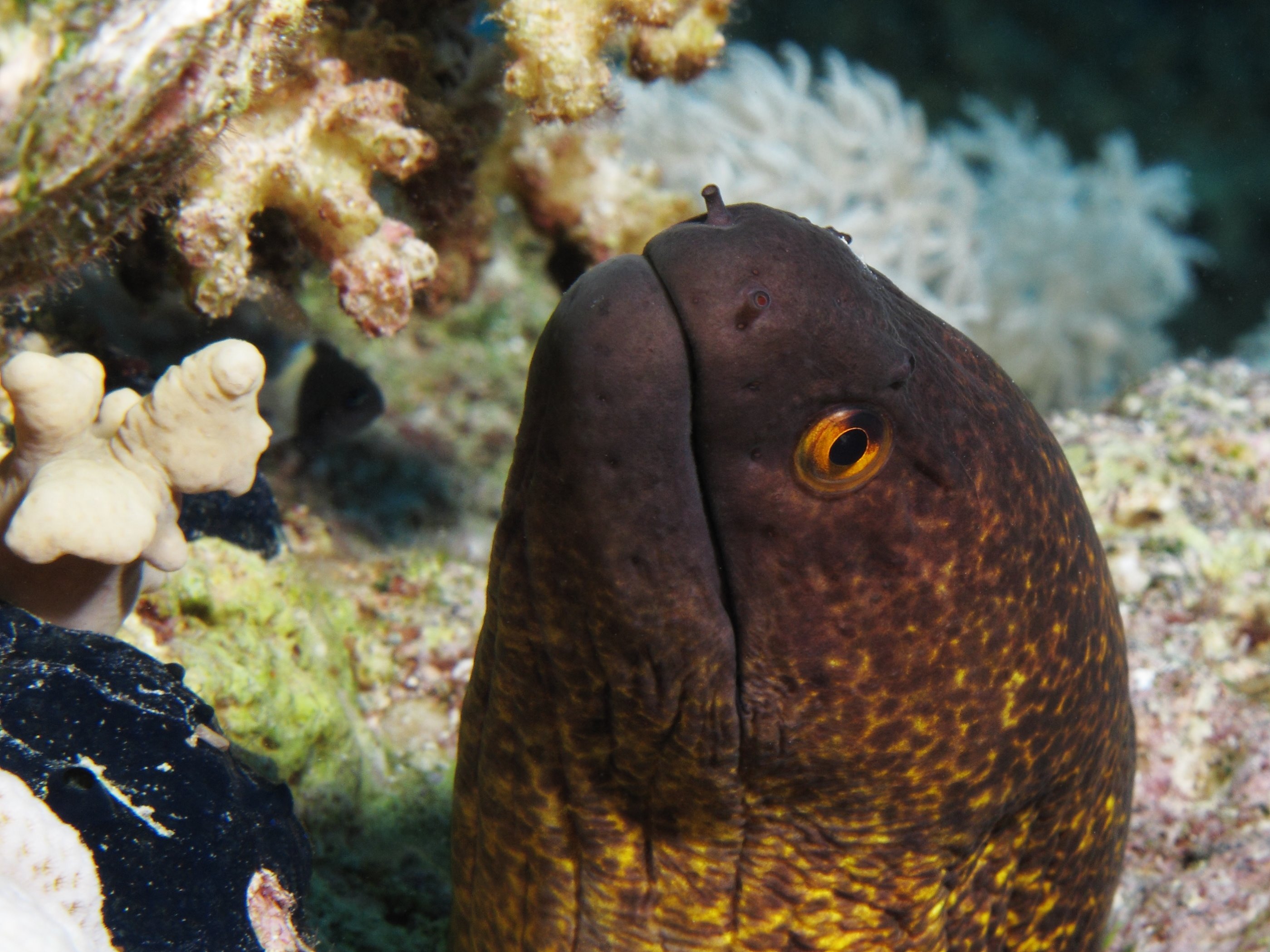 Yellow-edged moray wallpaper