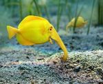 Yellow elephant fish