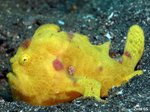 Yellow frogfish