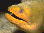 Yellow moray face