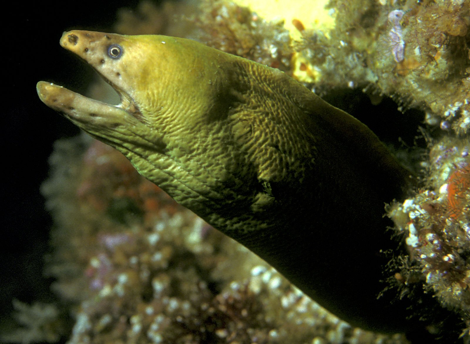 Yellow moray wallpaper