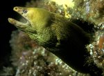 Yellow moray side view