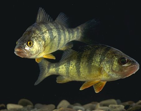 Yellow perch wallpaper