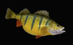 Yellow perch