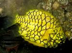 Yellow pineapplefish