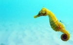 Желтый морской конек