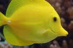 Yellow tang fish