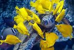 Yellow tang fishes and turtle