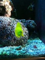 Yellow tang near the bottom