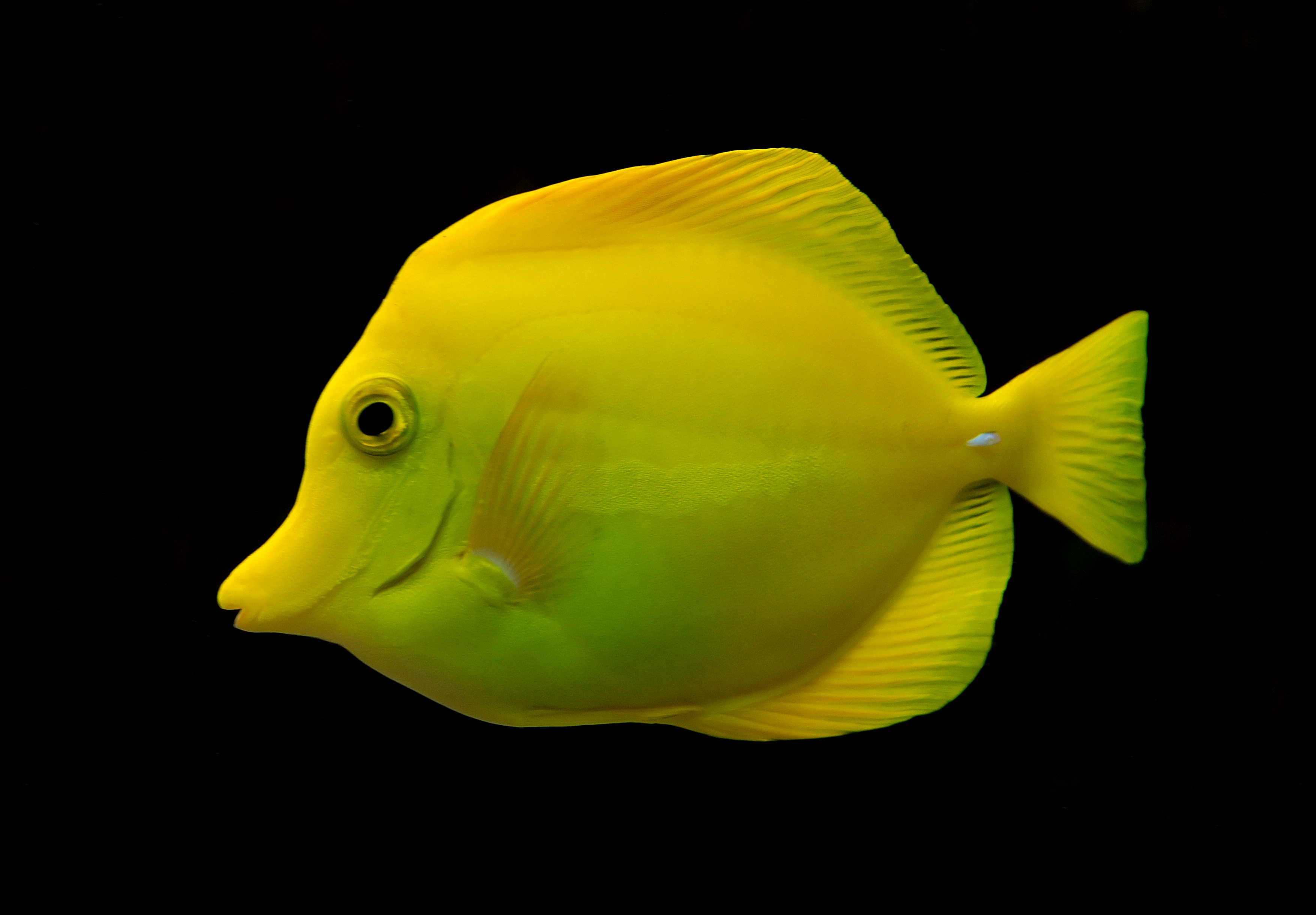 Yellow tang wallpaper