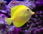 Yellow tang side view