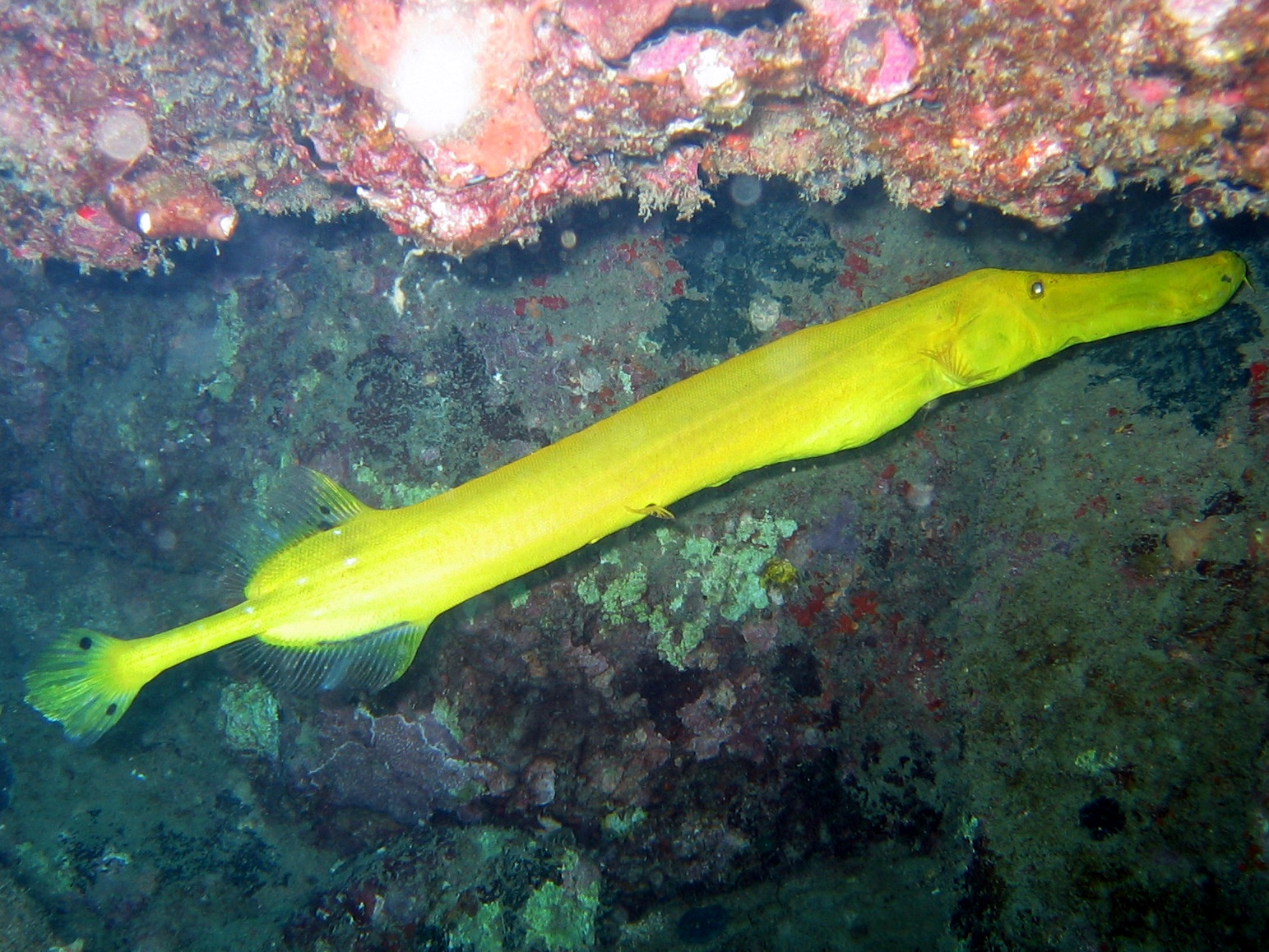 Желтая Рыба-флейта фото