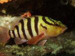 Yellowbanded perch side view