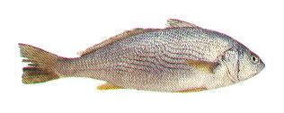 Yellowfin croaker wallpaper