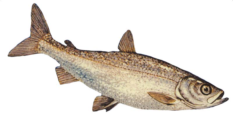 Yellowfin cutthroat trout wallpaper