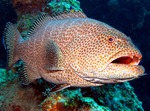Yellowfin grouper face
