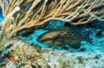 Yellowfin grouper on the bottom