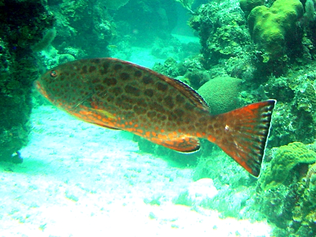 Yellowfin grouper wallpaper