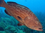 Yellowfin grouper side view