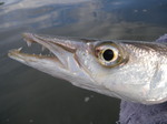 Yellowfin pike face