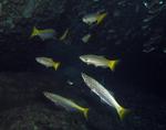 Yellowfin pike fishes