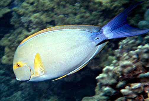 Yellowfin surgeonfish wallpaper