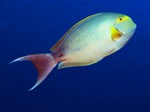 Yellowfin surgeonfish side view